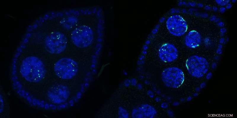 Kipferl: Key Player in Drosophila Defense Against Transposable Elements