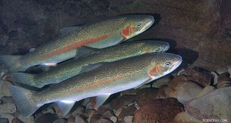 Post-Fire Oregon Watershed: Warmer Streams Do Not Reduce Trout Populations
