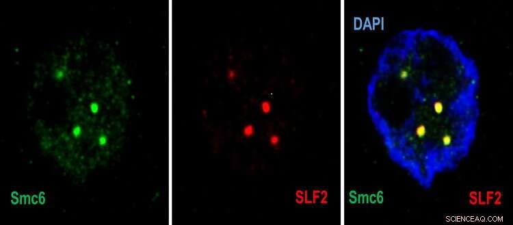 Smc5/6: The Cellular Sentinel that Neutralizes Hepatitis B