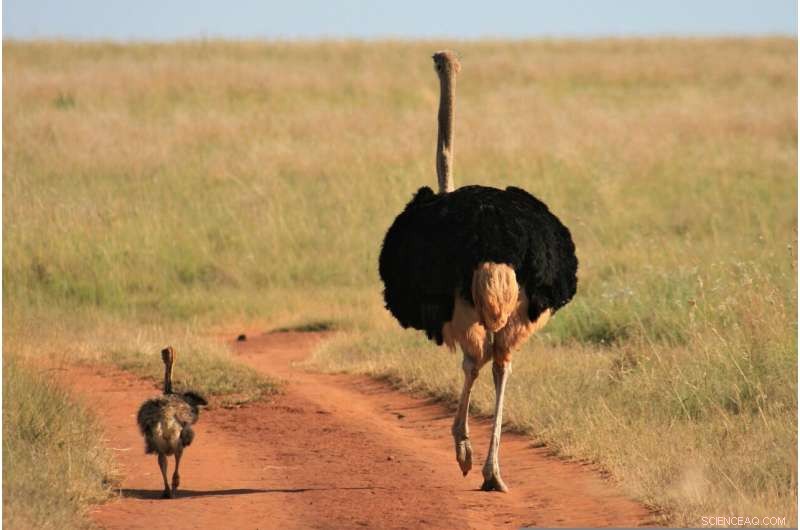 Sex-Specific Optimal Group Sizes in Ostrich Breeding Revealed by New Study