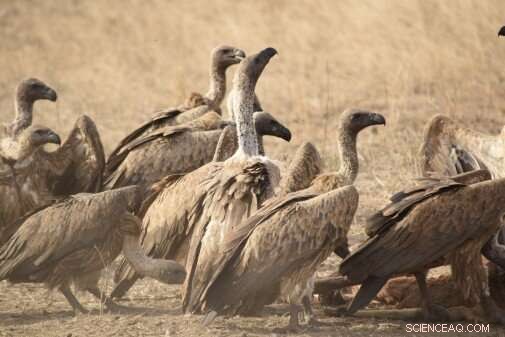 New Study Reveals Vultures’ Remarkable Long‑Distance Travel Habits