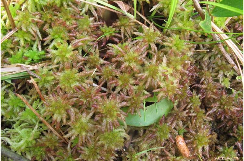 Advanced Genome Sequencing Uncovers Two New Sphagnum Moss Species