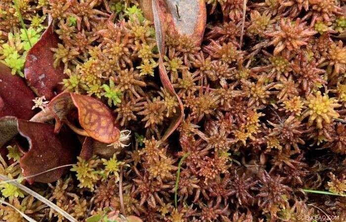 Advanced Genome Sequencing Uncovers Two New Sphagnum Moss Species