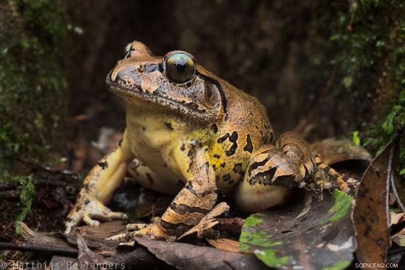 Surviving the Threat: How One Endangered Australian Frog Fights Back Against Chytrid Fungus