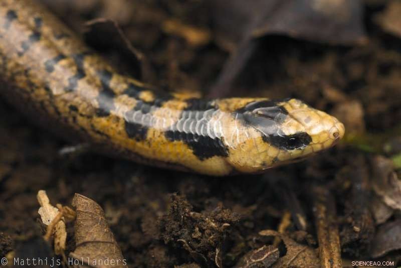 Surviving the Threat: How One Endangered Australian Frog Fights Back Against Chytrid Fungus