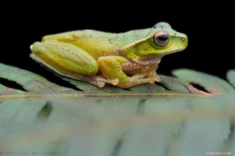 Surviving the Threat: How One Endangered Australian Frog Fights Back Against Chytrid Fungus