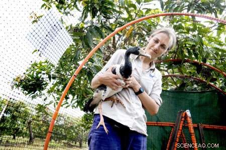 Study Reveals Magpie Geese Avoid Northern Territory Mangoes, Highlighting Unique Feeding Patterns