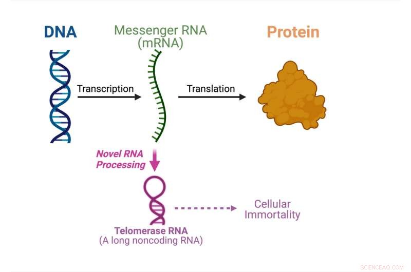 Breakthrough: Researchers Unveil Dual-Function mRNA Producing Telomerase RNA