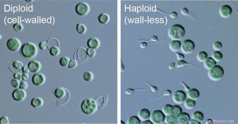 Microalgae Sexual Reproduction Discovery Sheds Light on Plant and Algae Evolution