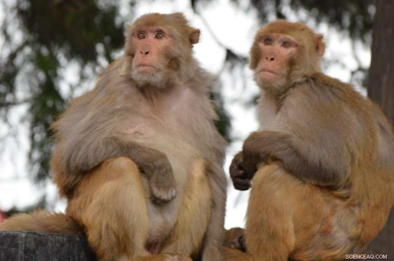 Mapping Infectious Disease Risk at Human‑Wildlife Interfaces