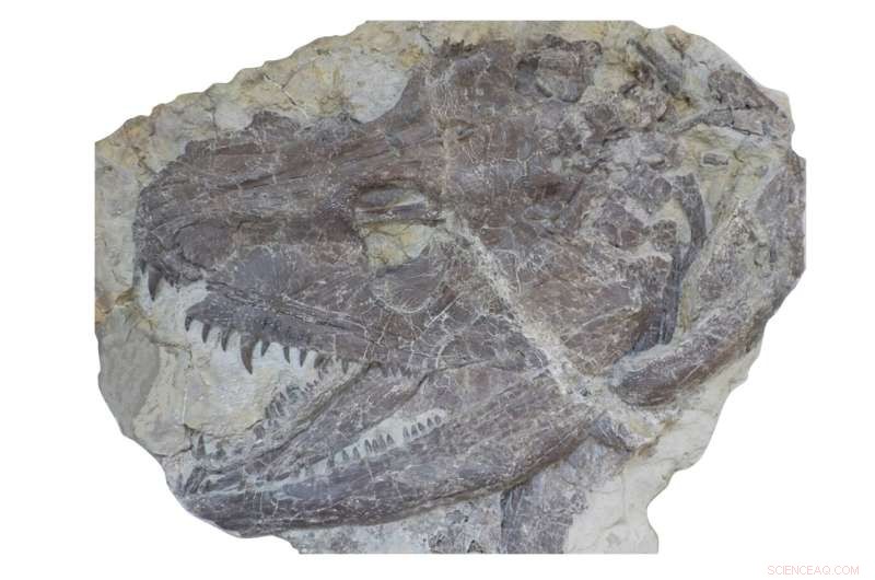 Researchers Reveal How Jurassic Ichthyosaur Juveniles Divided Food Resources to Coexist