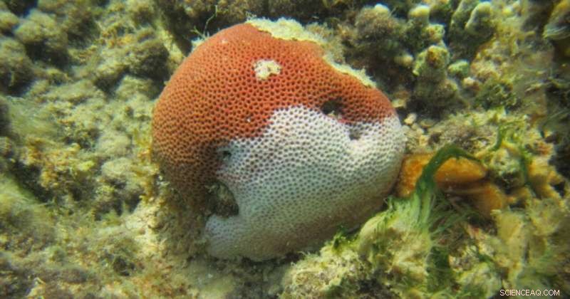 Scientists Uncover Broad Coral Resistance Traits Against Disease