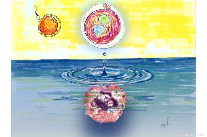 Do Human Embryos and Cancer Share a Common Genetic Switch?