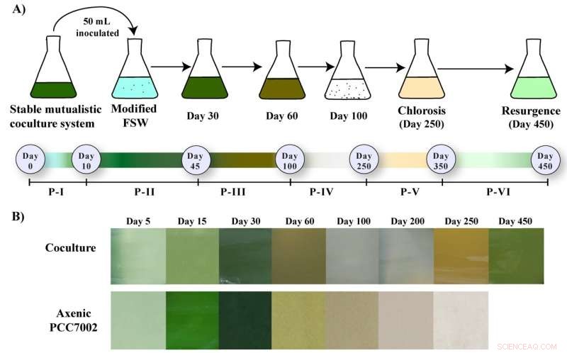 How Bacterial Partners Help Marine Phytoplankton Thrive: Insights from a 450-Day Synechococcus Study