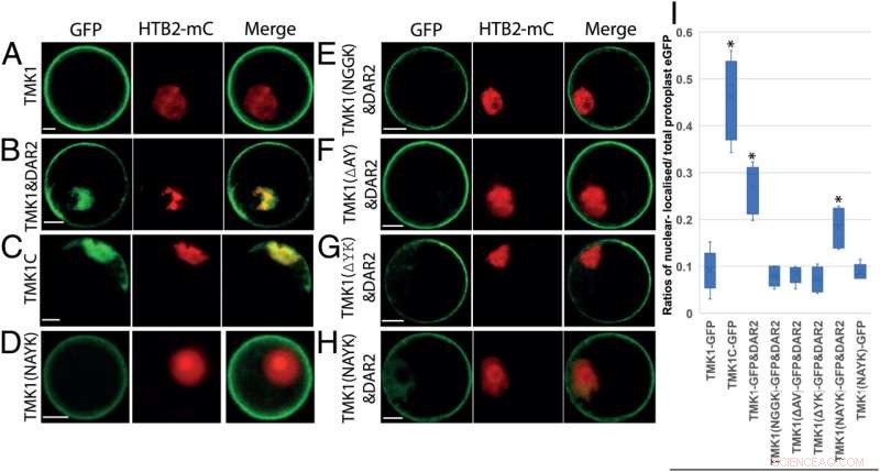 The Role of a Molecular Switch in Regulating Plant Organ Development