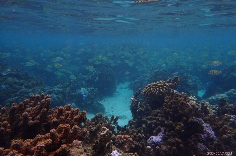 Algae‑Eating Fish Protection Alone Fails to Save Endangered Coral Reefs, New Study Shows