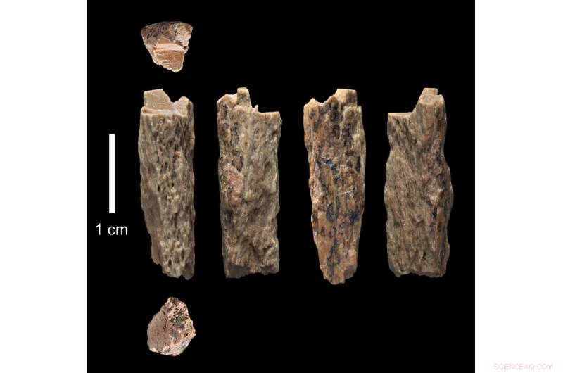 Unveiling the Mysteries of Denisovans: Ancient Relatives of Neanderthals