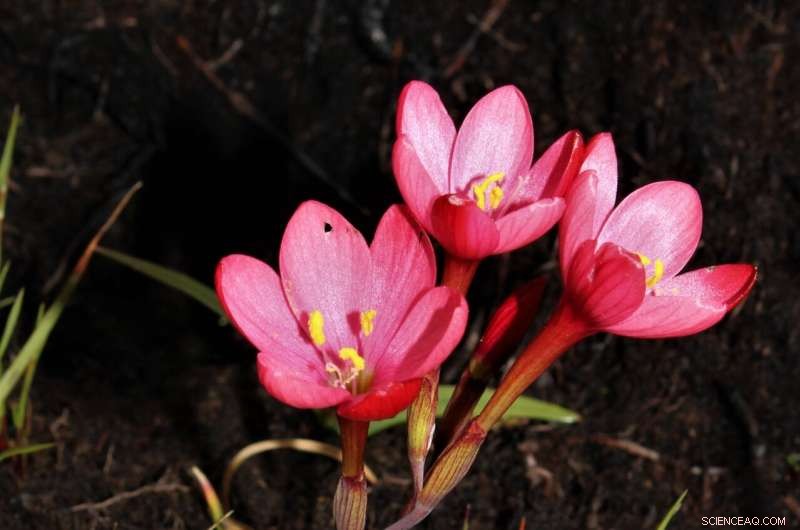 Scientists Unveil New Iris Species, Geissorhiza seracina, in South Africa’s Langeberg Mountains