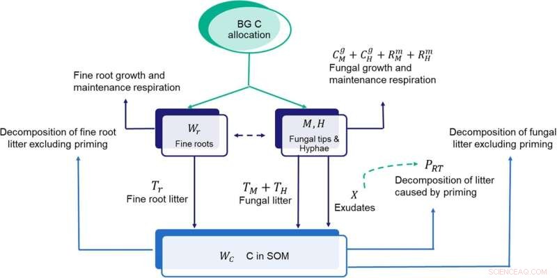 Study Urges Inclusion of Ectomycorrhizal Fungi in Carbon Accounting