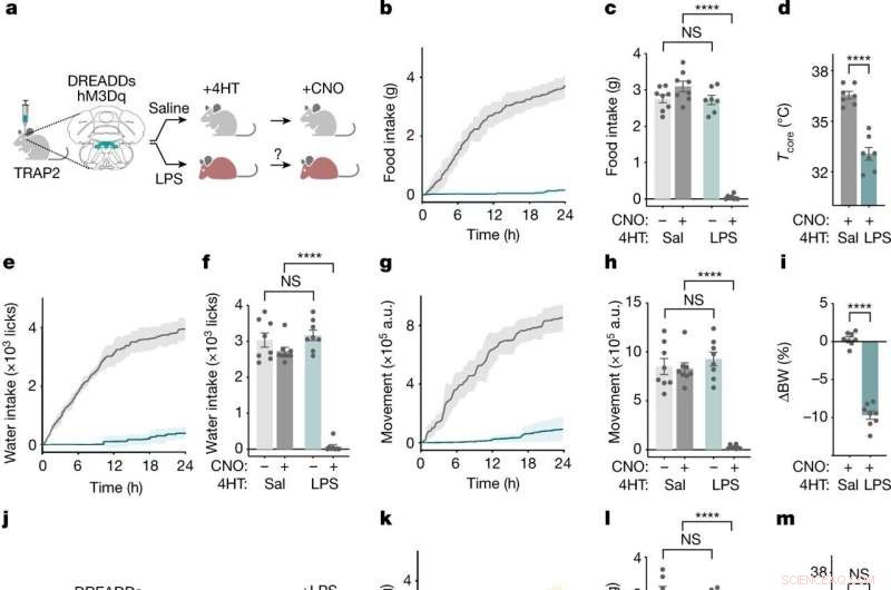 Brain Cells That Slow Us Down During Illness