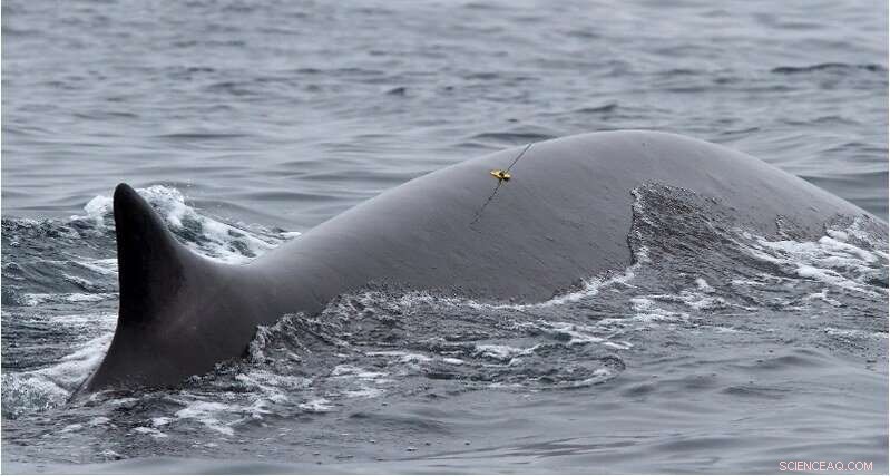 Revolutionary Satellite Tag Enables Long‑Term Tracking of Whale Feeding Behavior