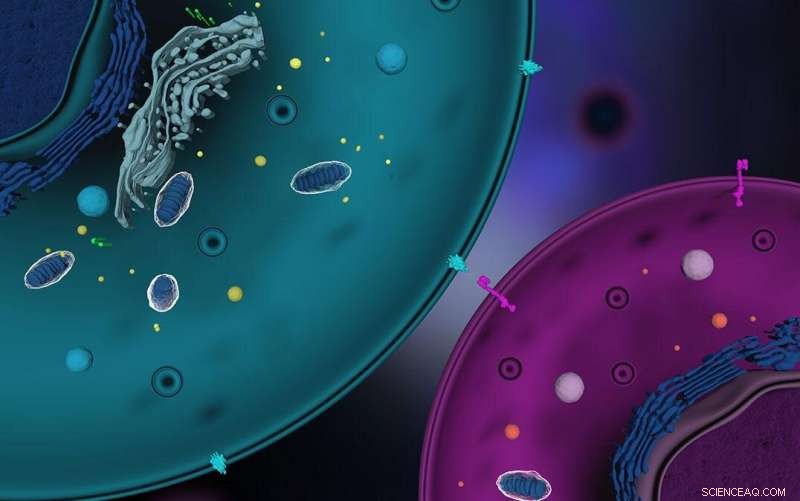 How Neighboring Cell Types Shape Gene Expression Variability at the Single-Cell Level