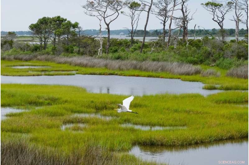 Wetlands Explained: An Ecologist s Insight into Vital Ecosystems