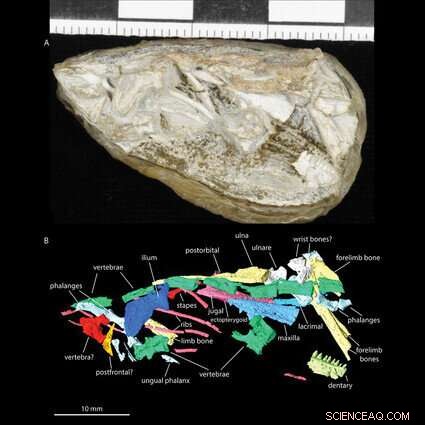 Reptile Bones Unlock Secrets of Earth s Perilous Past