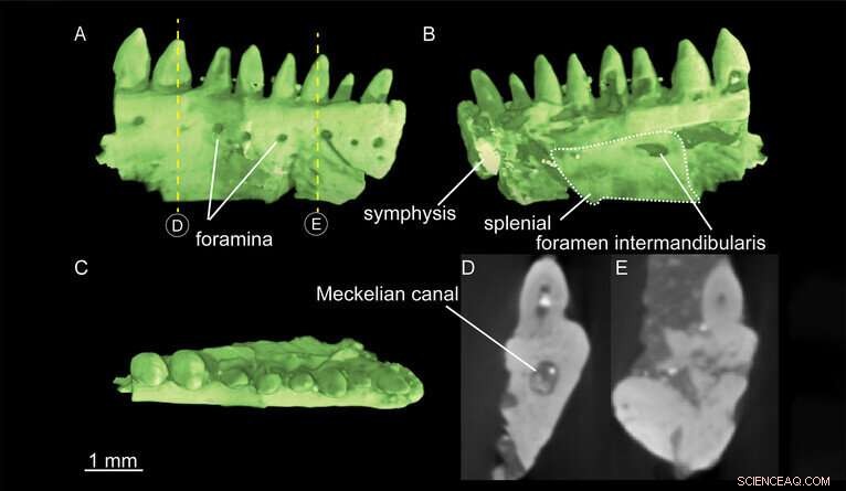 Reptile Bones Unlock Secrets of Earth s Perilous Past