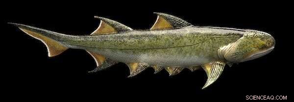 Ancient Fish Fossils Unearthed by Unexpected Discovery: Scientists Reveal World s Oldest Complete Jawed Fishes