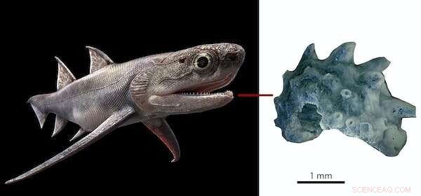 Ancient Fish Fossils Unearthed by Unexpected Discovery: Scientists Reveal World s Oldest Complete Jawed Fishes