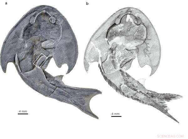 Ancient Fish Fossils Unearthed by Unexpected Discovery: Scientists Reveal World s Oldest Complete Jawed Fishes