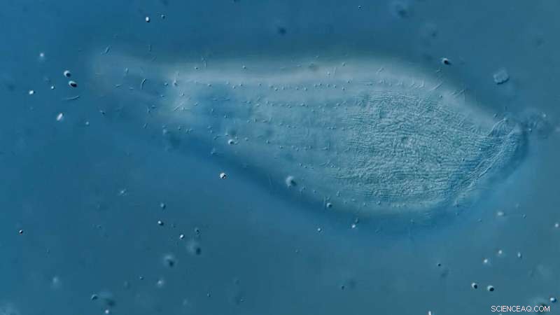 New Microscopic Species Discovery Broadens the Tree of Life