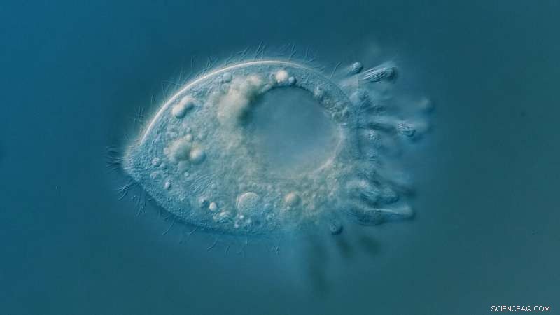 New Microscopic Species Discovery Broadens the Tree of Life