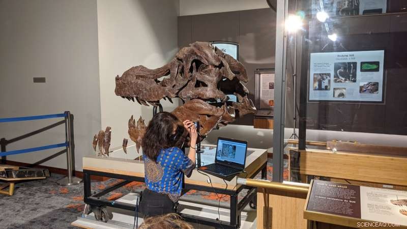 Uncovering the Mystery Behind SUE’s Jaw Holes: Not an Infection, Experts Explain