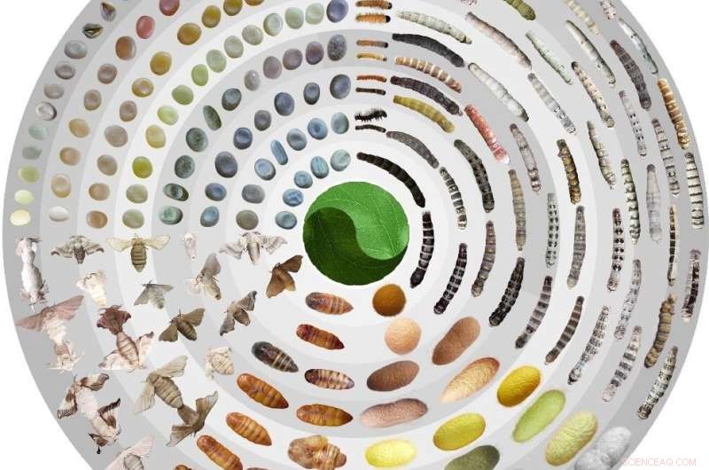 Scientists Map World s Largest Silkworm Pangenome, Revealing Secrets of Silk Quality