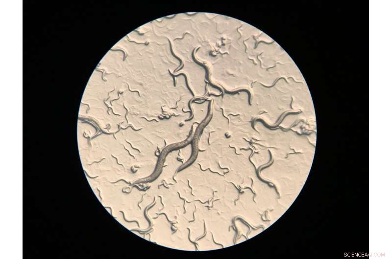 Virus Spillover Outcomes Vary Across Host Species