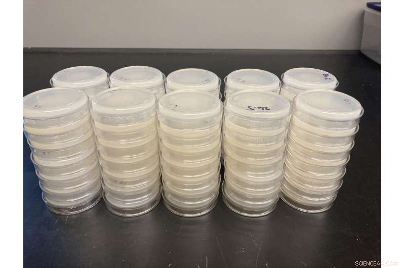 Virus Spillover Outcomes Vary Across Host Species