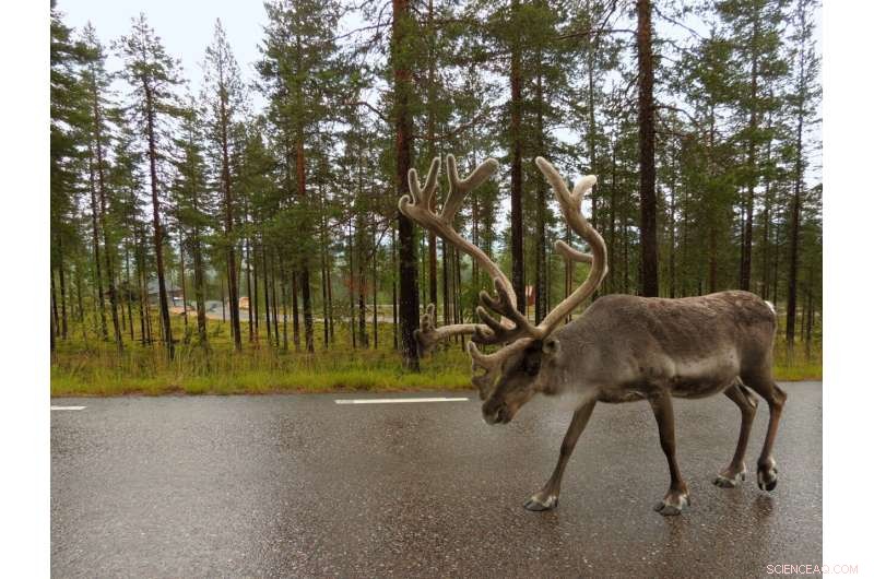 Reindeer Grazing Lands in Fennoscandia Under Increasing Pressure: Impacts and Conservation