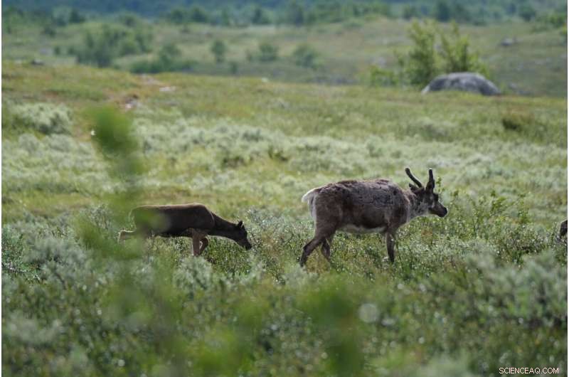 Reindeer Grazing Lands in Fennoscandia Under Increasing Pressure: Impacts and Conservation