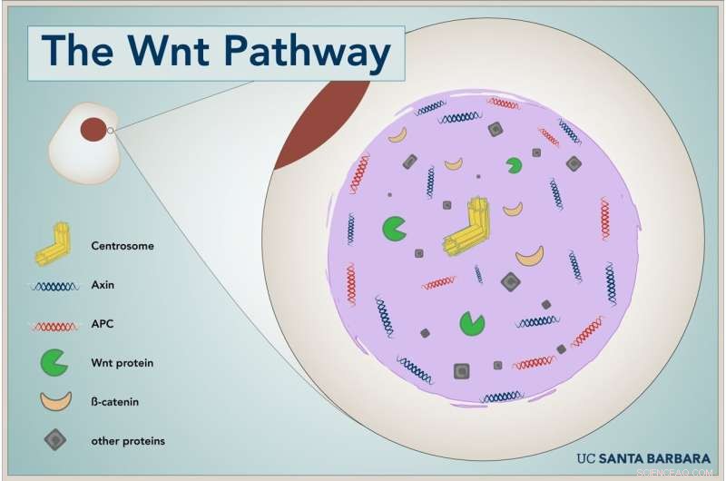 Droplet Dynamics Uncover Key Insights into Wnt Signaling