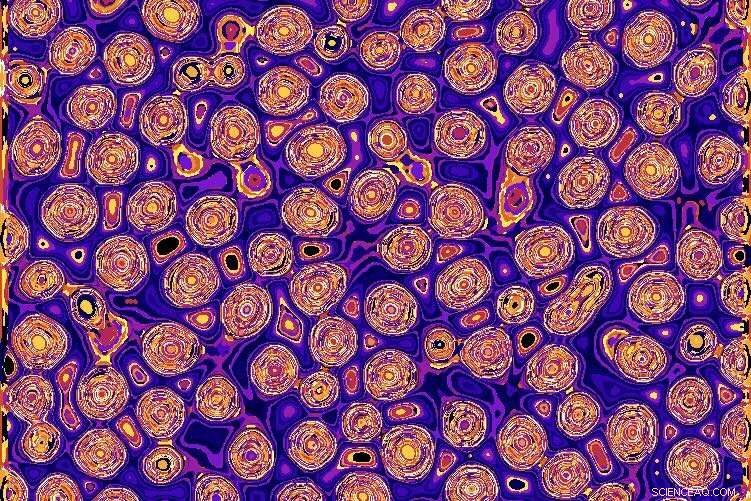 Droplet Dynamics Uncover Key Insights into Wnt Signaling