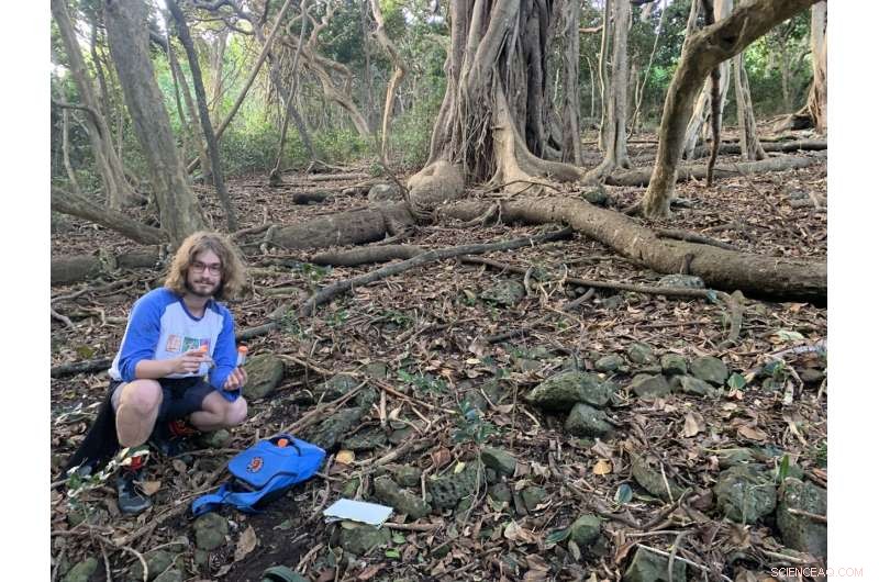 Rare Lord Howe Island Wood‑Feeding Cockroach Re‑discovered After 80 Years