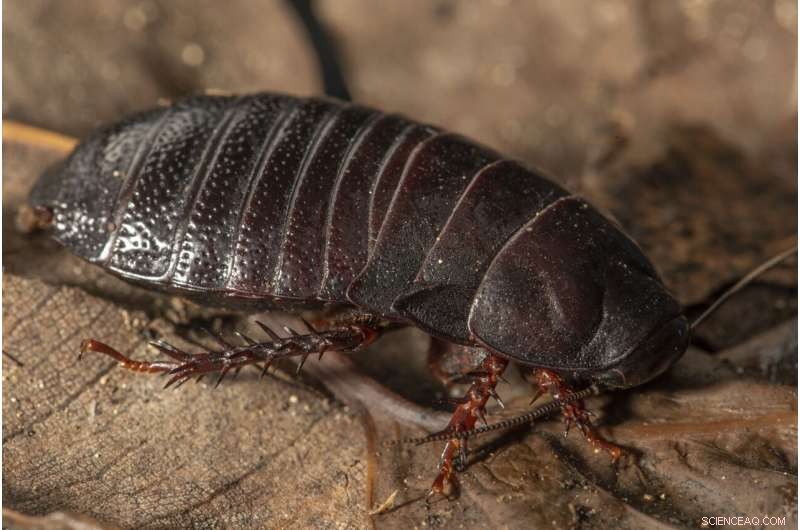 Rare Lord Howe Island Wood‑Feeding Cockroach Re‑discovered After 80 Years