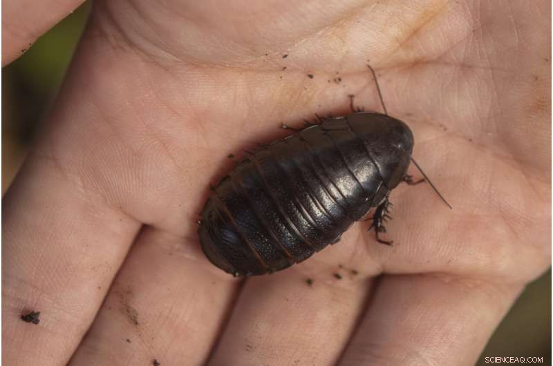 Rare Lord Howe Island Wood‑Feeding Cockroach Re‑discovered After 80 Years