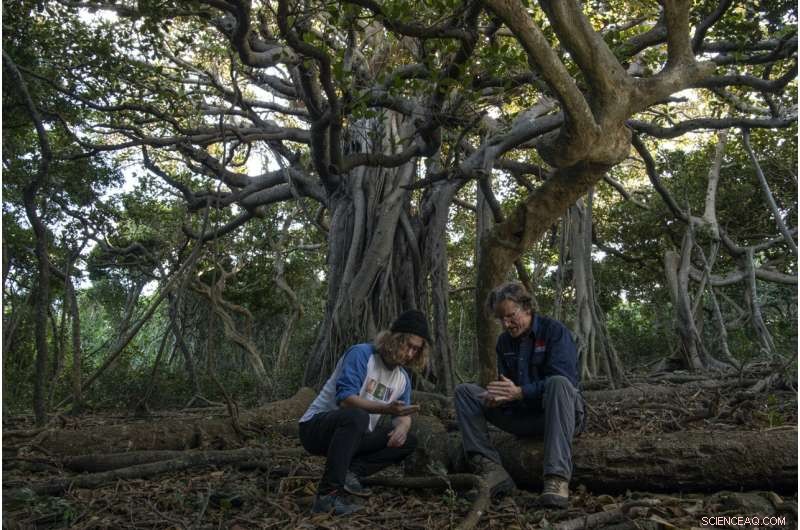 Rare Lord Howe Island Wood‑Feeding Cockroach Re‑discovered After 80 Years
