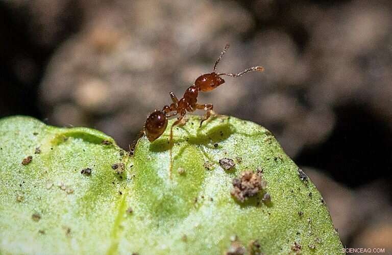 Urbanization Triggers Behavioral and Physiological Shifts in Ants, Study Finds
