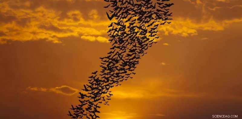 Scientists Uncover the Mysterious Nighttime Ecosystem Still Largely Unknown