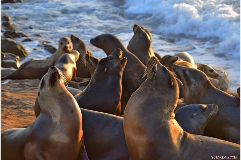 Hair Dye Tracing Boosts Conservation Efforts for Australian Sea Lions