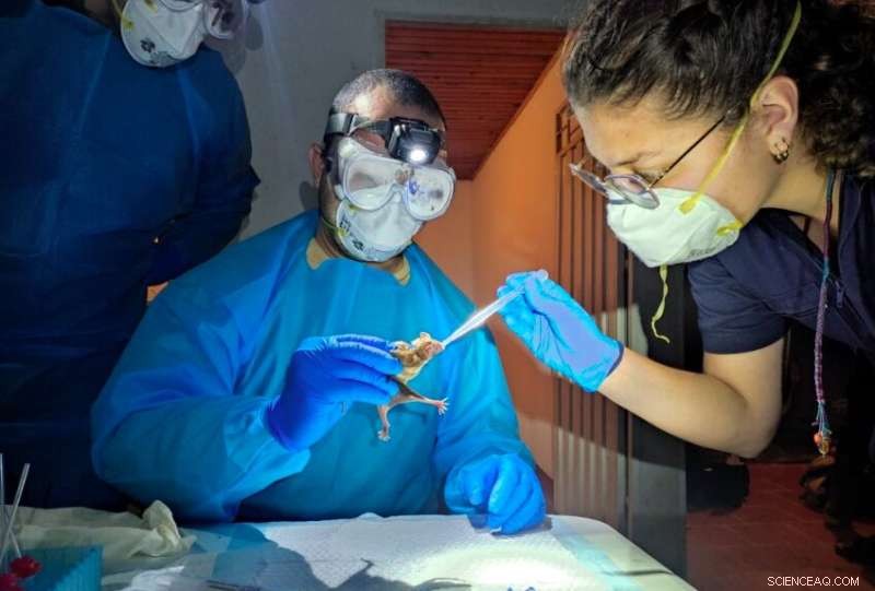 Predicting the Next Pandemic Through Vampire Bat Research